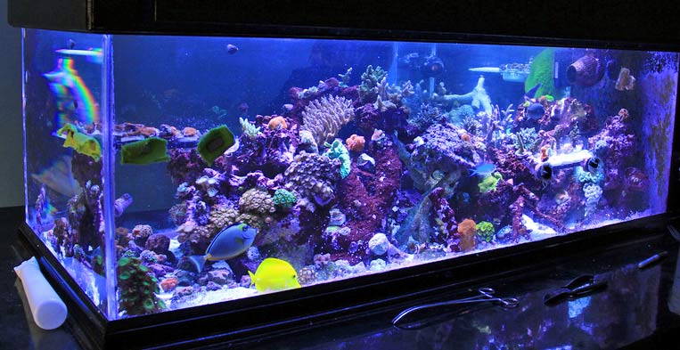 marine fish tank led lights